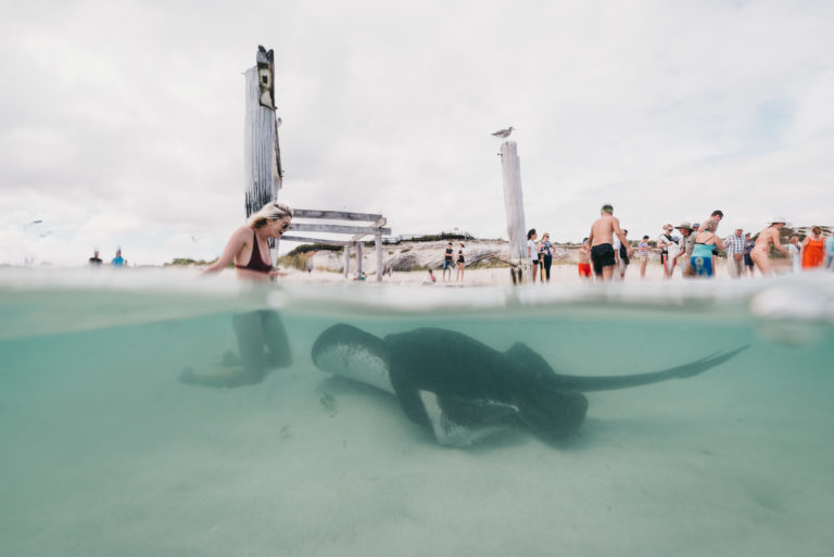A woman kneels in shallow water where a wild stingray swims