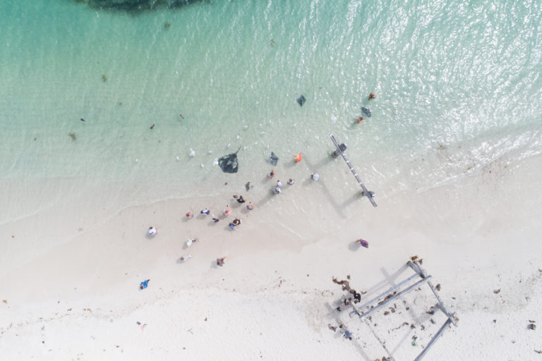 A top down drone image of people on a beach and wild rays close to shore