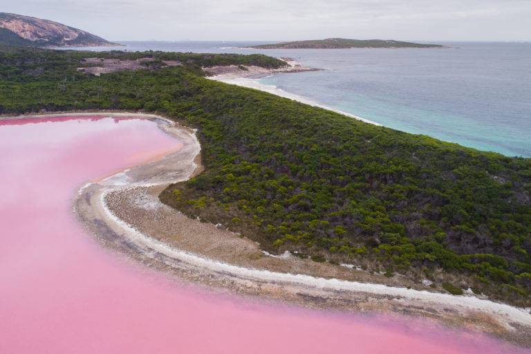 A drone image of a pink salt lake next to green bushland and the ocean
