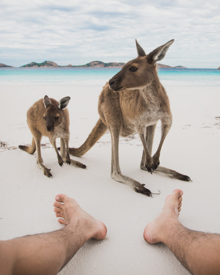 Two wild kangaroos say hello to human on a white sandy beach