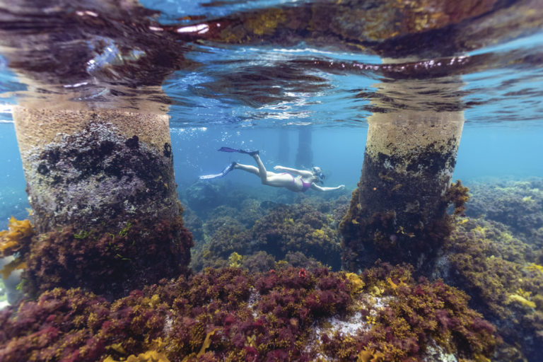 A landscape image of underwater coral near Esperance to show snorkelling on The South West Edge