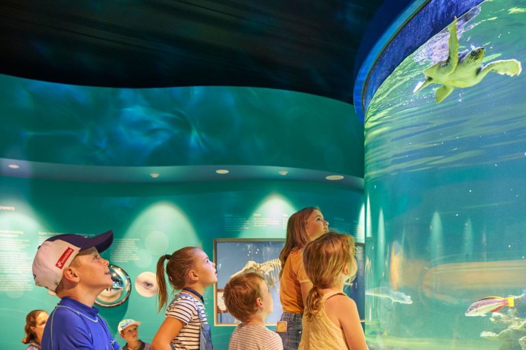 An image of a group of young children looking at a turtle in an aquarium to show the wildlife conservation attractions found on The South West Edge road trip