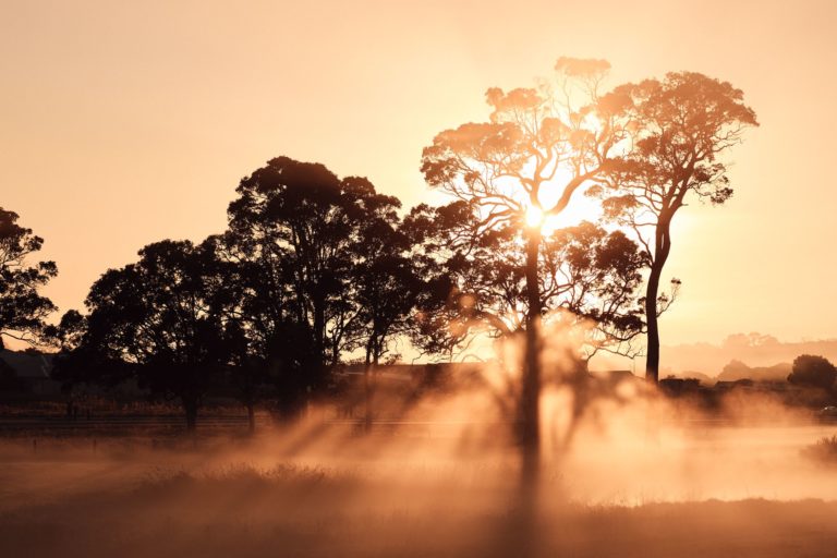 A brown image of a field with trees and misty morning sunrise to show being immersed in nature and beauty while on The South West Edge