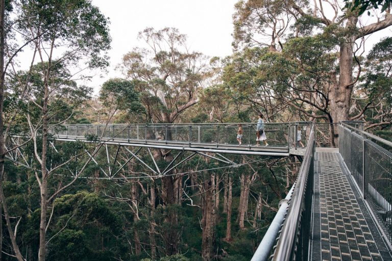 A mother and two children stroll along a metal walkway 40 meters up in the treetops of a tingle forest to show a unique natural attraction along the south west australia road trip The Edge