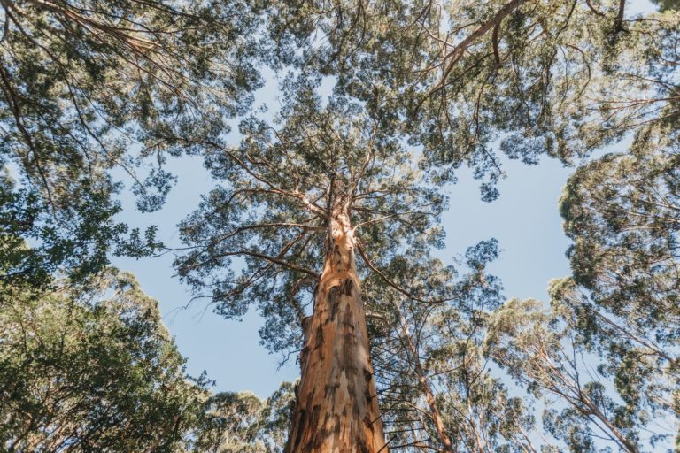 A long depth shot of a karri tree with a ladder pegged into the trunk shows incredible nature based adventure experiences to be had on The South West Edge road trip
