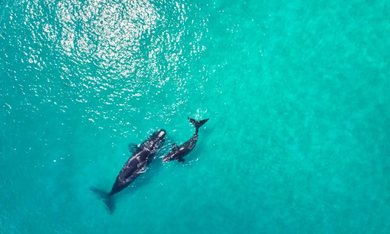 An aerial image of a mother and calf southern right whales in turquoise blue ocean to show wildlife experiences on The South West Edge road trip in south western australia