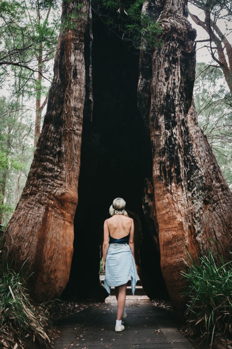 A girl walks on a boardwalk that passes through a hollow tingle tree to show the vast natural landscapes and attractions along The South West Edge road trip
