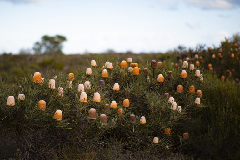 An image of unique native wildflowers to show the biodiversity and natural wildlife on The South West Edge perth to esperance road trip