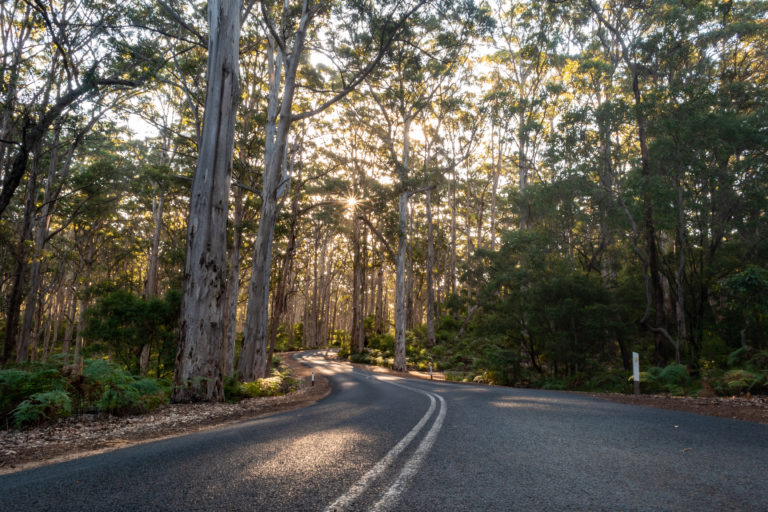 A landscape image of a road and karri forest with sunlight filtering through the trees to show natural beauty on The South West Edge road trip
