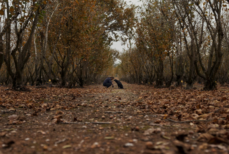 A landscape image of a truffle farm with a man and dog hunting for truffles