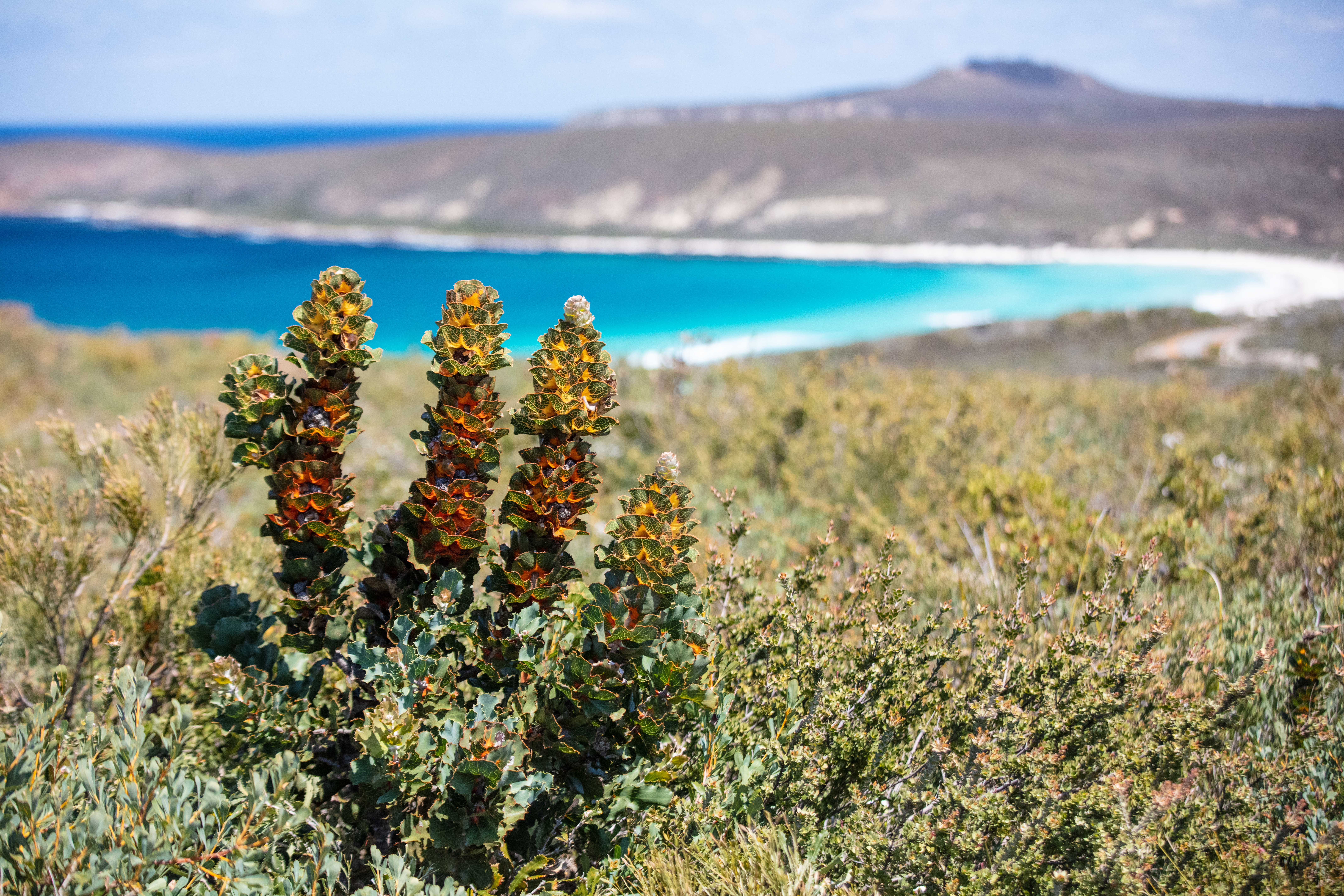 close up of Australian bushland flowers to show biodiversity and amazing blue beach in background in Fitzgerald River National Park