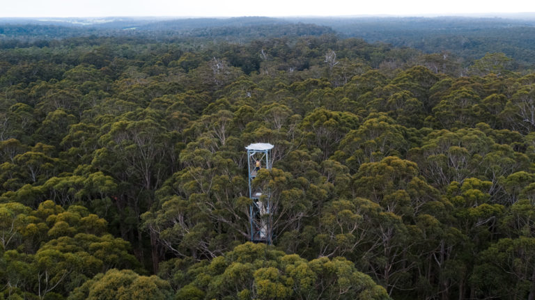 drone image of metal viewing platform poking up from the top of a karri tree surrounded by karri trees to show adventure on the south west edge