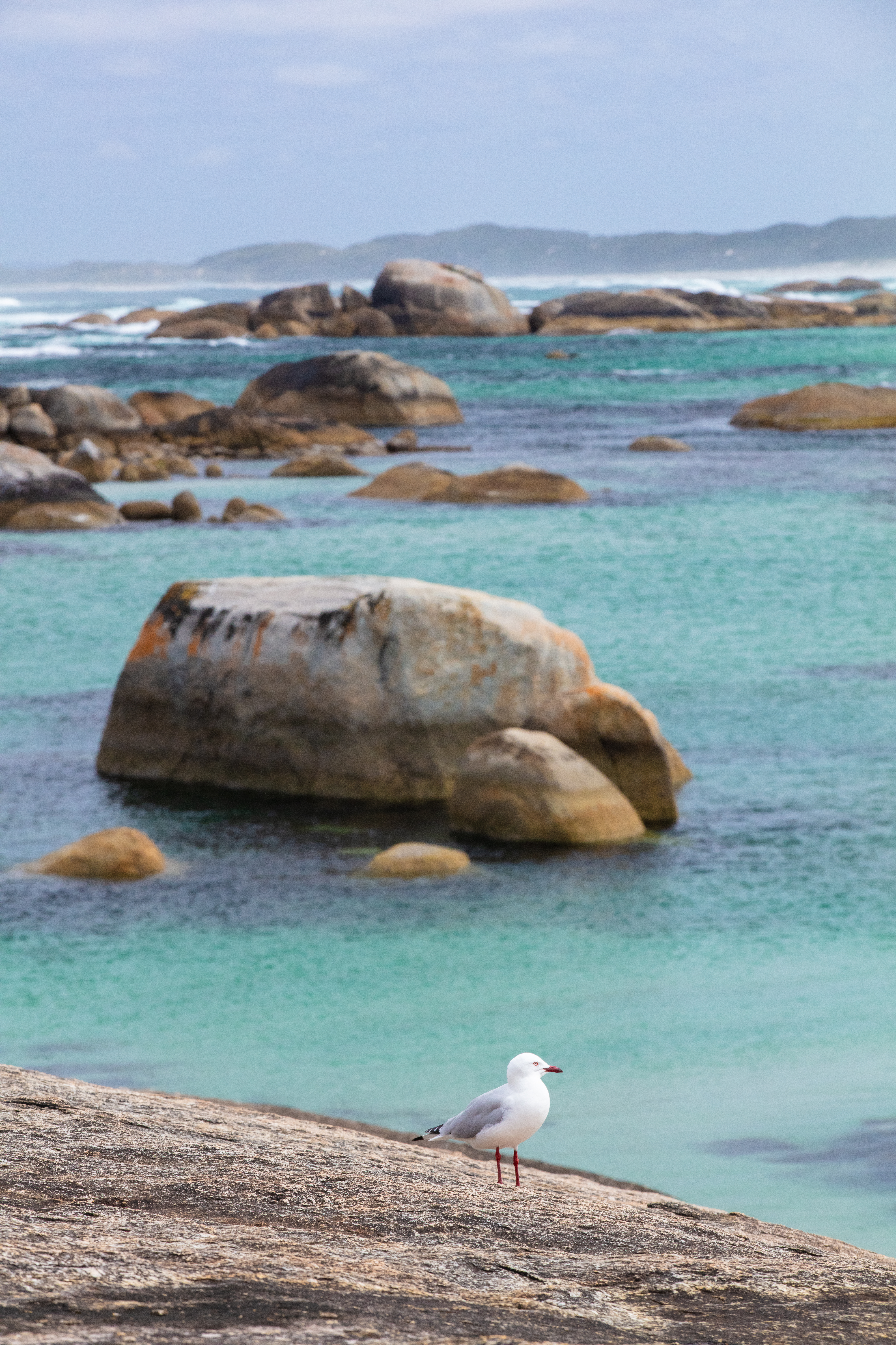 image of seagull on a rock with protected bay waters behind to show fauna and flora en route along the south west edge