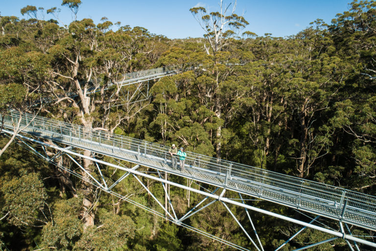 drone landscape image of two people standing on metal walkway at the tops of tingle trees to show attractions on the south west edge route