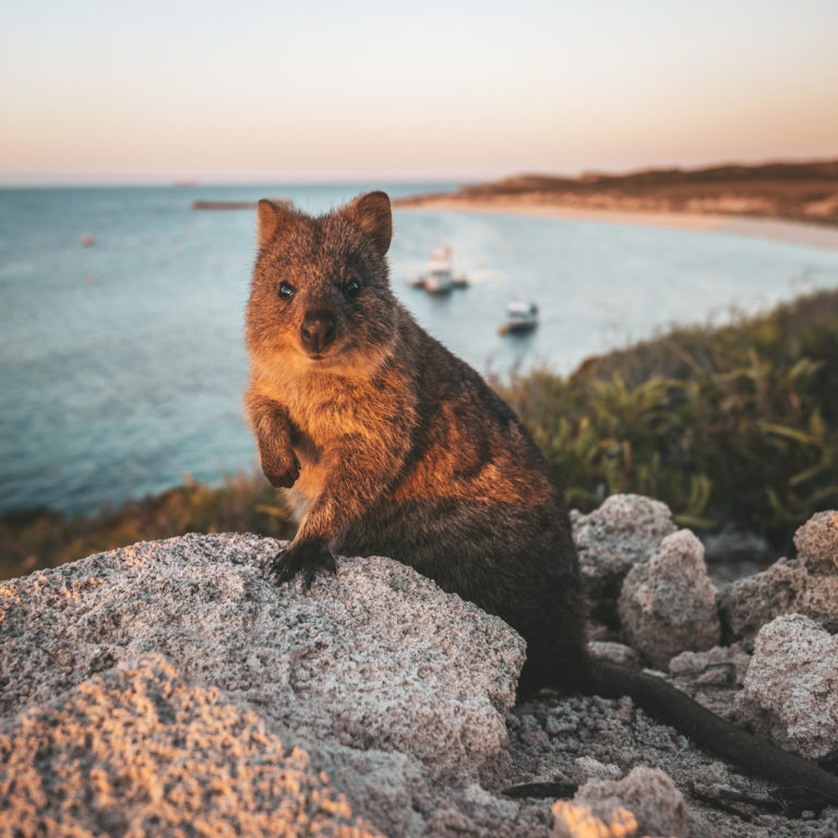 A close up of a small australian marsipual known as the quokka. Behind it is a bay with the sun setting