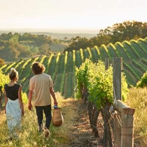 An image of a couple holding a picnic basket walking through green vineyard in Ferguson Valley shows wine experiences had along The South West Edge road trip