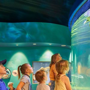 An image of a group of young children looking at a turtle in an aquarium to show the wildlife conservation attractions found on The South West Edge road trip
