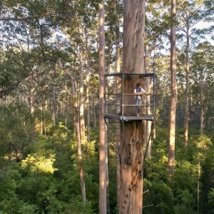 An image of a woman on a viewing platform that's built halfway up a karri tree surrounded by forest to show outdoor adventure experiences on The South West Edge road trip