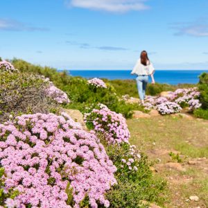 An image of vibrant pink wildflowers with a woman walking towards blue ocean shows the biodiverse nature experiences had on The South West Edge road trip in spring