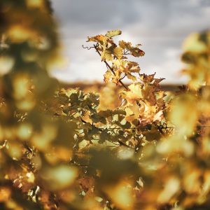 A macro image of browning vineyard leaves shows how the seasons change in the south western corner of australia and shows the view from your car window while driving the south western australia road trip