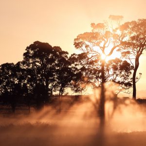 A brown image of a field with trees and misty morning sunrise to show being immersed in nature and beauty while on The South West Edge