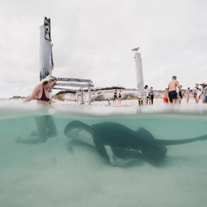 A woman kneels in shallow water where a wild stingray swims