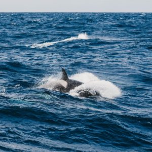 An image of deep blue ocean with a killer whale charging through it shows the prolific wildlife experiences that can be had on the perth to esperance road trip in south western australia