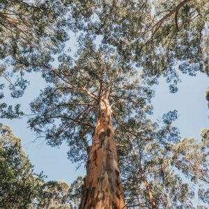 A long depth shot of a karri tree with a ladder pegged into the trunk shows incredible nature based adventure experiences to be had on The South West Edge road trip