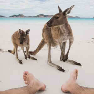 Two wild kangaroos say hello to human on a white sandy beach