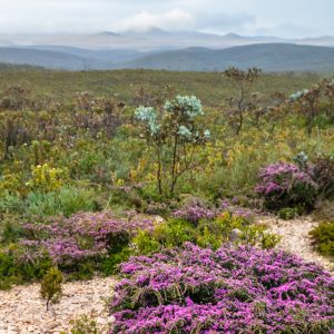image of pink and aquamarine wildflowers to show biodiverse wildflower season along the south west edge in spring