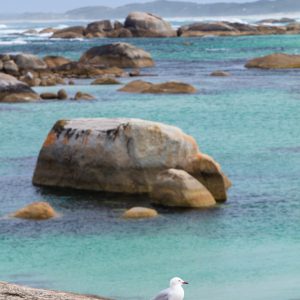 image of seagull on a rock with protected bay waters behind to show fauna and flora en route along the south west edge