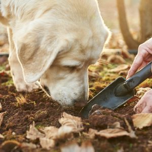 A portrait image of a white labrador sniffing in fresh earth to find a black perigord truffle to show gourmet foodie experiences on The South West Edge road trip