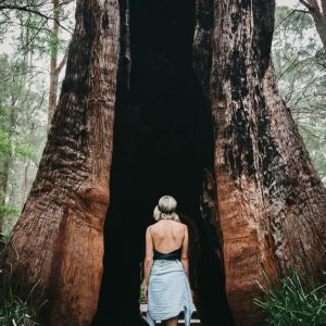 A girl walks on a boardwalk that passes through a hollow tingle tree to show the vast natural landscapes and attractions along The South West Edge road trip