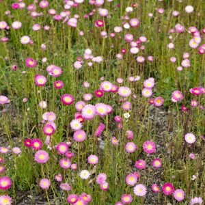 An image of petite pink native wildflowers to show the biodiversity and natural wildlife on The South West Edge perth to esperance road trip